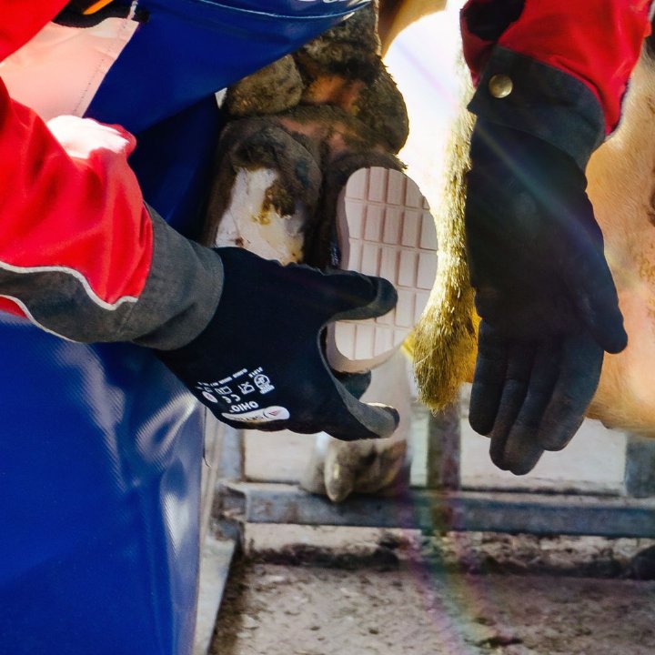  Hoof trimmer attaching a Bovi-Bond hoof block to a cow's claw. 